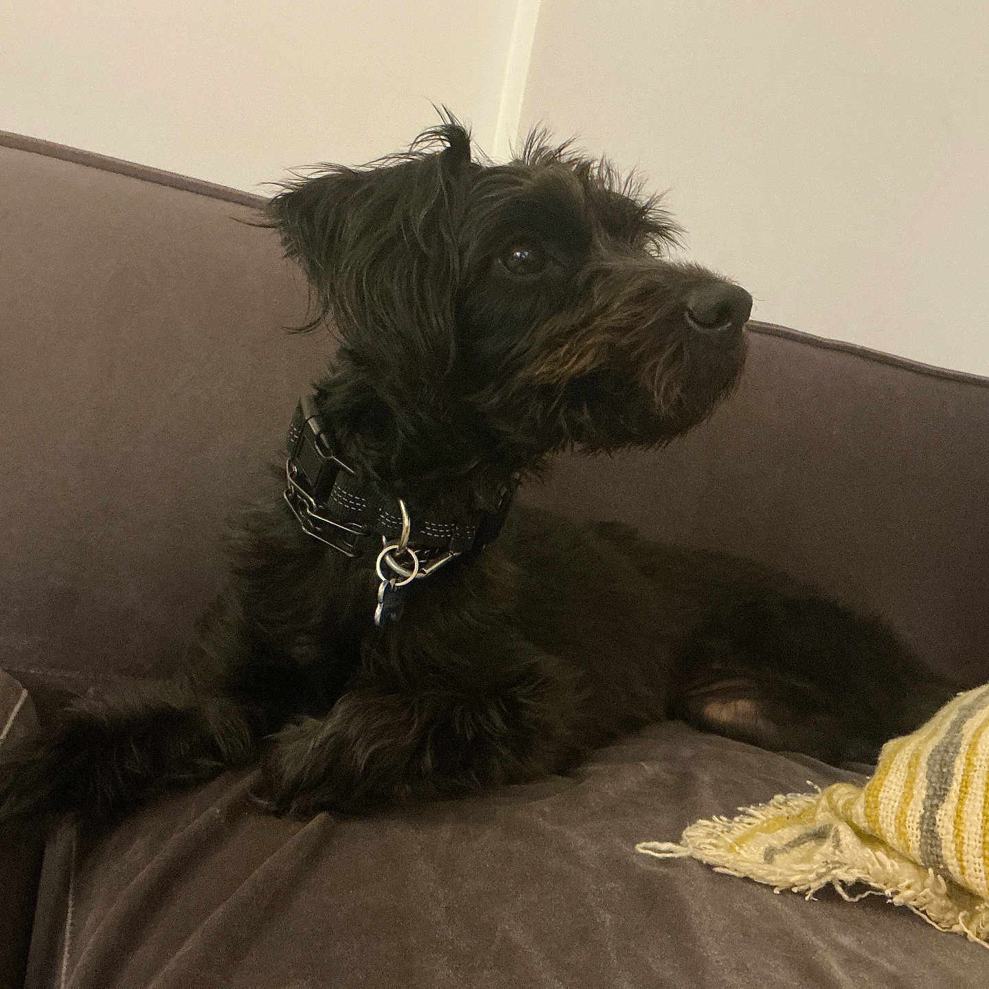 Ivy
