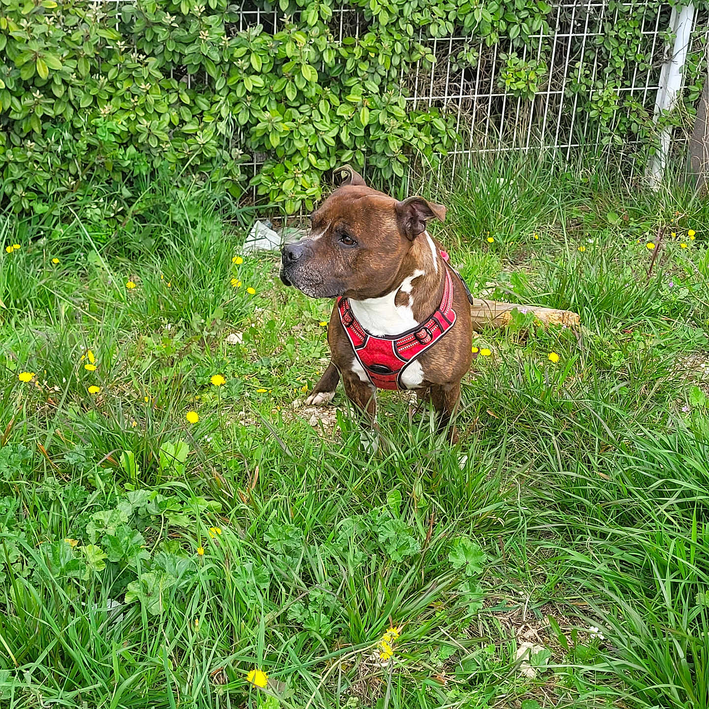 Mini Nooky a rejoint le concours — aidez-le/la à gagner de superbes lots ! animal, backyard, boxer, bulldog, canine, dog, field, flower, grass, grassland, herbal, herbs, hound, nature, outdoors, pet, plant, puppy, vegetation, yard