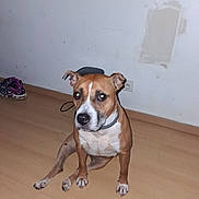 Molly participe au concours pour gagner de l'argent avec cette photo : dog, brown, white, sitting, floor, wooden_floor, indoor, footwear, slippers, wall, scuffed_wall, power_outlet, collar, pet, canine, looking, expression, ears, paw, animal
