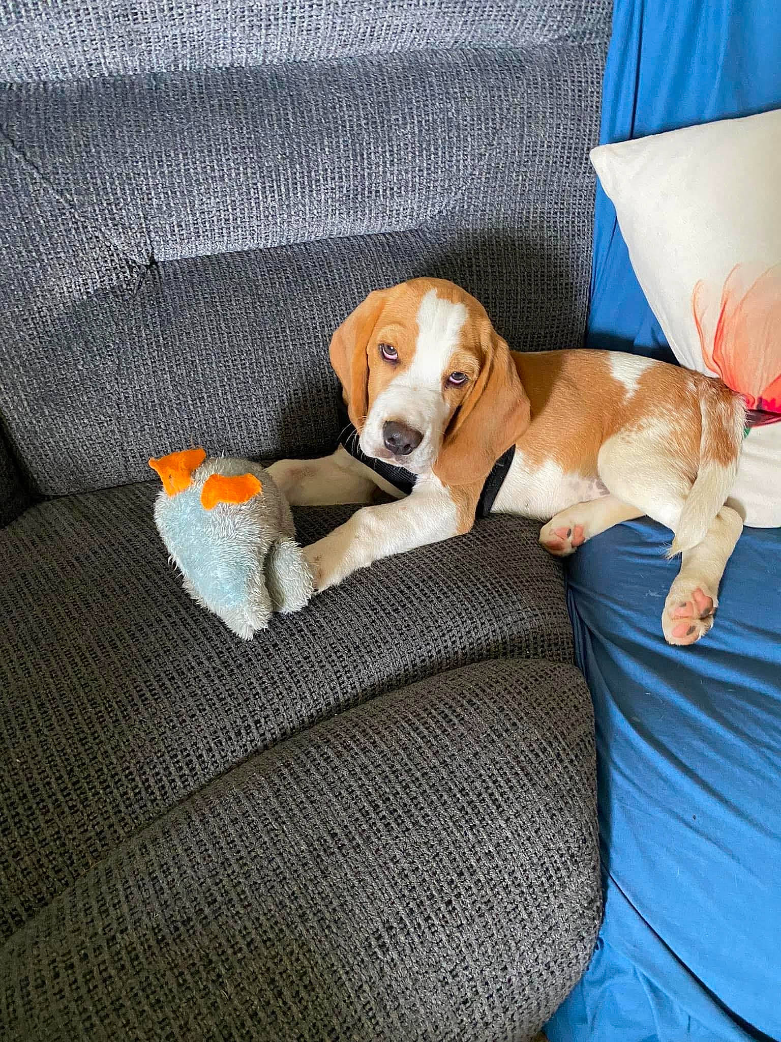 Chewbacca is registered to the contest to win money with this photo: bedding, canidae, carnivore, comfort, companion_dog, couch, dog, dog_breed, dog_supply, fawn, fur, hound, linens, pet_supply, pillow, scent_hound, sporting_group, stuffed_toy, toy, working_animal