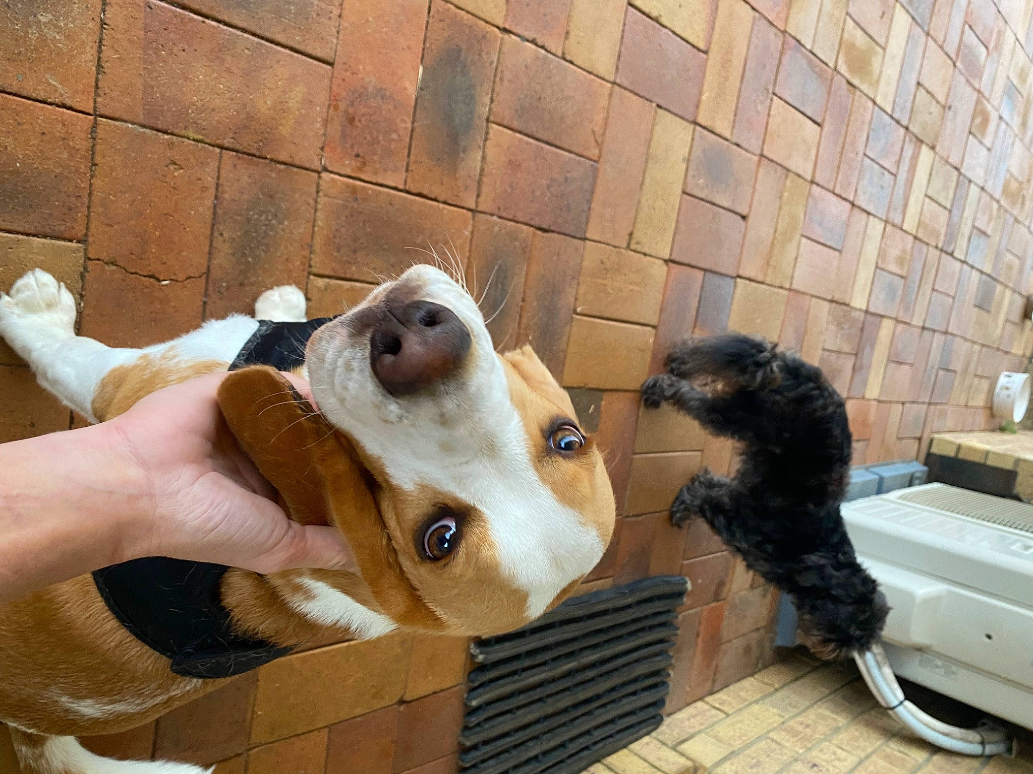 Chewbacca joined the competition — help win amazing prizes! animal_figure, bear, canidae, companion_dog, fawn, flooring, fur, livestock, nail, plush, room, snout, stuffed_toy, terrestrial_animal, thumb, toy, wood, working_animal