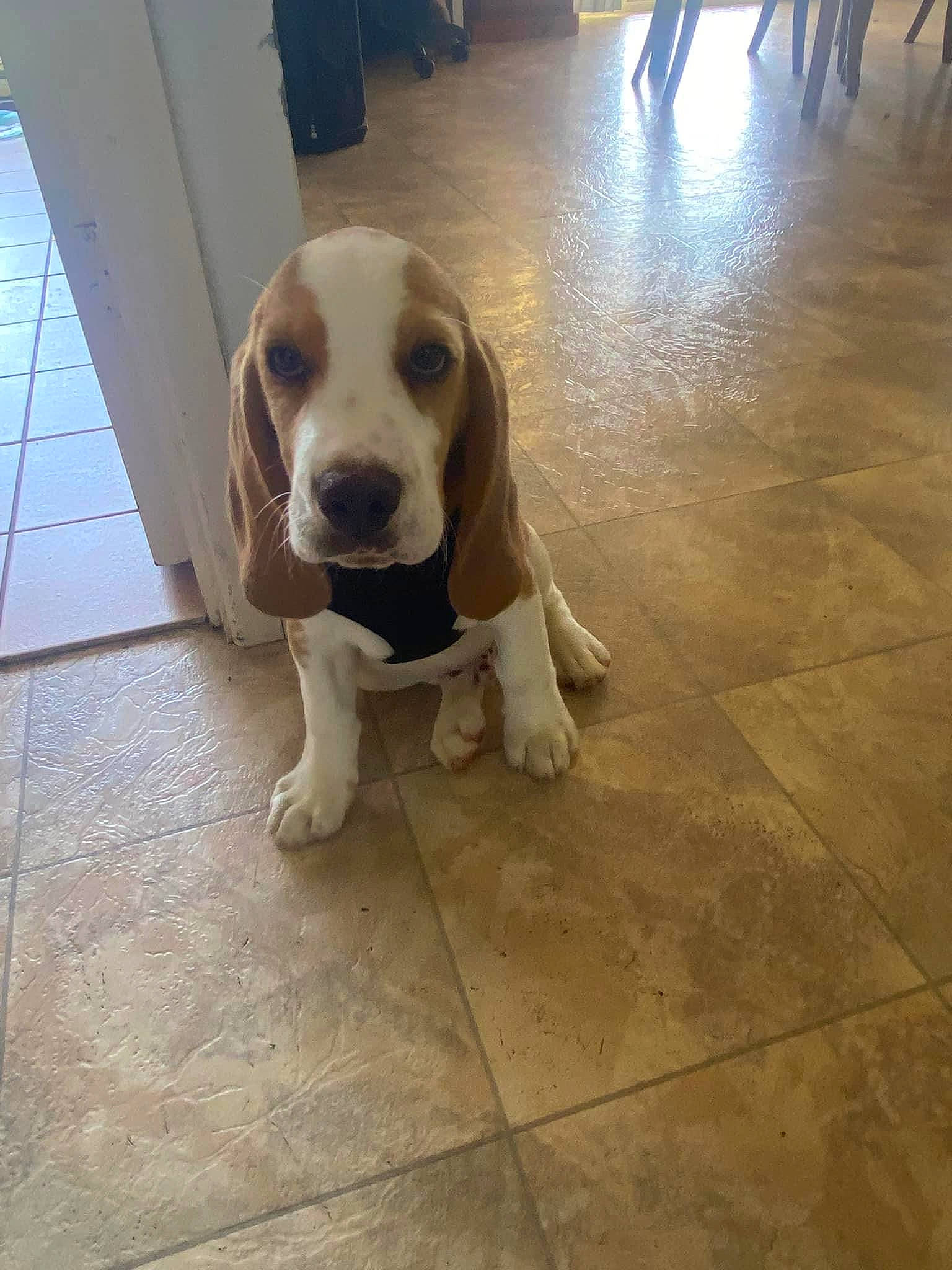 Chewbacca is registered to the contest to win money with this photo: carnivore, companion_dog, dog, dog_breed, dog_supply, fawn, floor, flooring, hardwood, hound, liver, paw, pet_supply, scent_hound, snout, tail, tile_flooring, wood, wood_flooring, working_animal