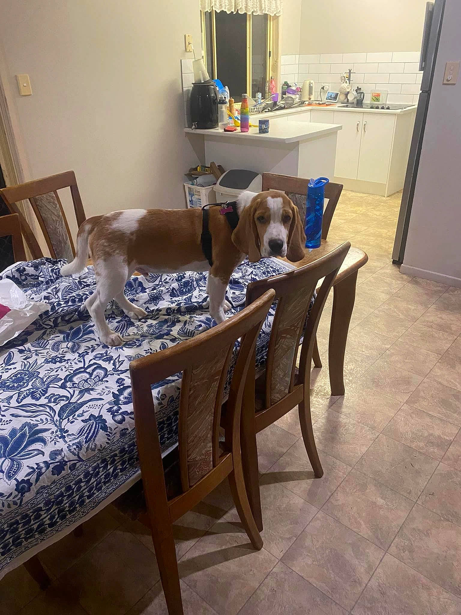 Chewbacca is registered to the contest to win money with this photo: building, carnivore, chair, comfort, companion_dog, couch, dog, dog_breed, fawn, floor, flooring, furniture, hardwood, house, interior_design, laminate_flooring, living_room, picture_frame, table, wood