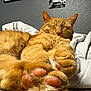 cat, orange_cat, ginger_cat, paw, paw_pads, sleeping, fur, whiskers, close_up, bed, blanket, cuddly, domestic_cat, pet, indoor, relaxed, portrait, feline, paws, soft