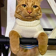 Fin is registered to the contest to win money with this photo: cat, ginger_cat, orange_tabby, sweater, knit_sweater, paws, whiskers, close_up, portrait, indoor, wooden_ladder, metal_bar, furniture, green_eyes, fluffy, cute, pet, animal, sitting, striped_shirt