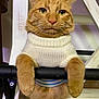 cat, ginger_cat, orange_tabby, sweater, knit_sweater, paws, whiskers, close_up, portrait, indoor, wooden_ladder, metal_bar, furniture, green_eyes, fluffy, cute, pet, animal, sitting, striped_shirt