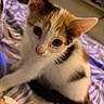 Sidney joined the competition — help win amazing prizes! kitten, calico, cat, pet, indoor, bed, blanket, closeup, feline, cute, animal, whiskers, ears, eyes, fur, young, domestic, sleeping_area, soft_lighting, curious