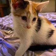 Sidney is registered to the contest to win money with this photo: kitten, cat, calico, pet, indoor, bed, feline, young, curious, paw, whiskers, ears, fur, animal, cute, domestic, closeup, soft, striped, playful