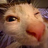 Sidney is registered to the contest to win money with this photo: cat, close_up, face, pink_nose, whiskers, sleepy, indoor, blurry, animal, pet, fur, eye, nose, cute, domestic_cat, curious, macro, soft_light, intimate, portrait