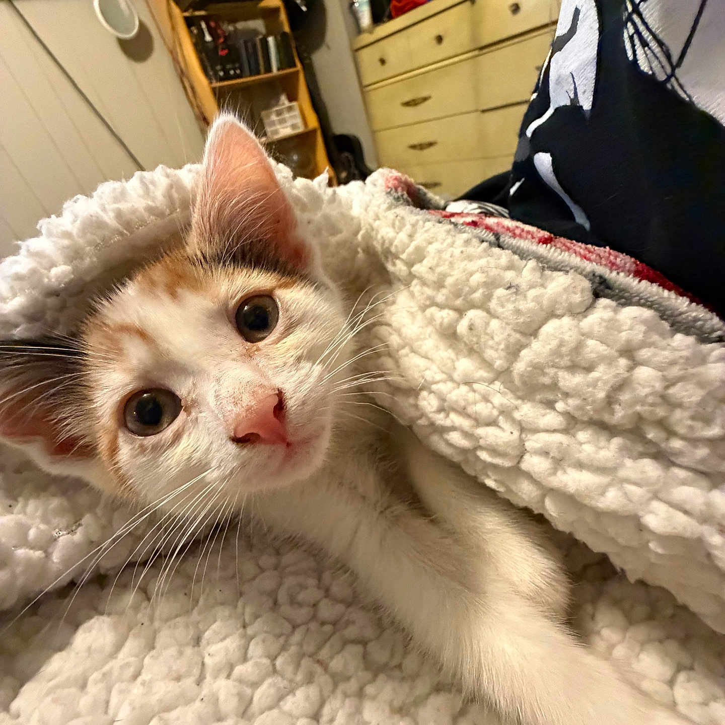 Sidney is registered to the contest to win money with this photo: kitten, cat, blanket, cozy, indoor, fur, pet, whiskers, face, curious, cute, soft, sleeping, home, furniture, shelf, drawer, pink_nose, eyes, relaxing