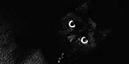 Mister joined the competition — help win amazing prizes! black_cat, cat, pet, animal, dark, shadow, eyes, looking_up, fur, whiskers, indoor, carpet, mystery, night, cute, domestic_cat, close_up, portrait, feline, black_fur