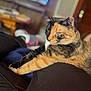 cat, calico, pet, indoor, feline, relaxed, stretching, fur, animal, lap, person, blurred_background, cozy, resting, whiskers, green_eyes, soft_light, domestic_cat, closeup, comfortable