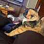 calico_cat, cat, pet, indoor, person, lap, stretching, tongue_out, wooden_table, papers, television, footwear, sneakers, blanket, black_pants, cozy, relaxing, home, furniture, whiskers