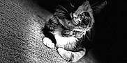 Missy is registered to the contest to win money with this photo: cat, bow_tie, carpet, black_and_white, portrait, pet, whiskers, feline, indoor, close_up, texture, light_and_shadow, cute, animal, domestic, relaxed, paws, collar, mysterious