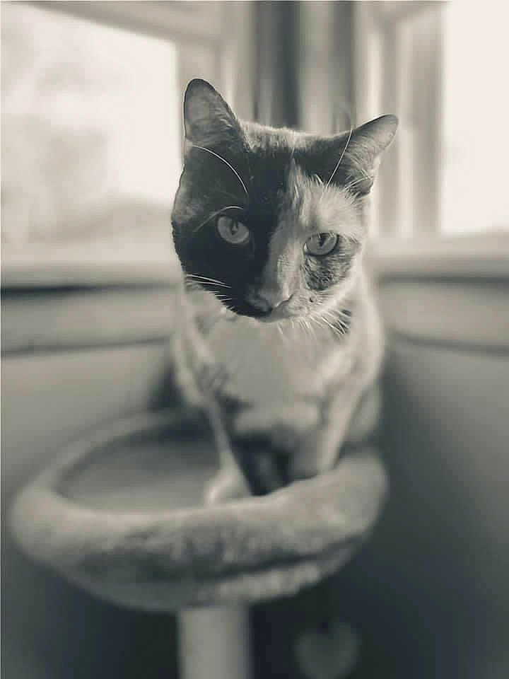 Missy
