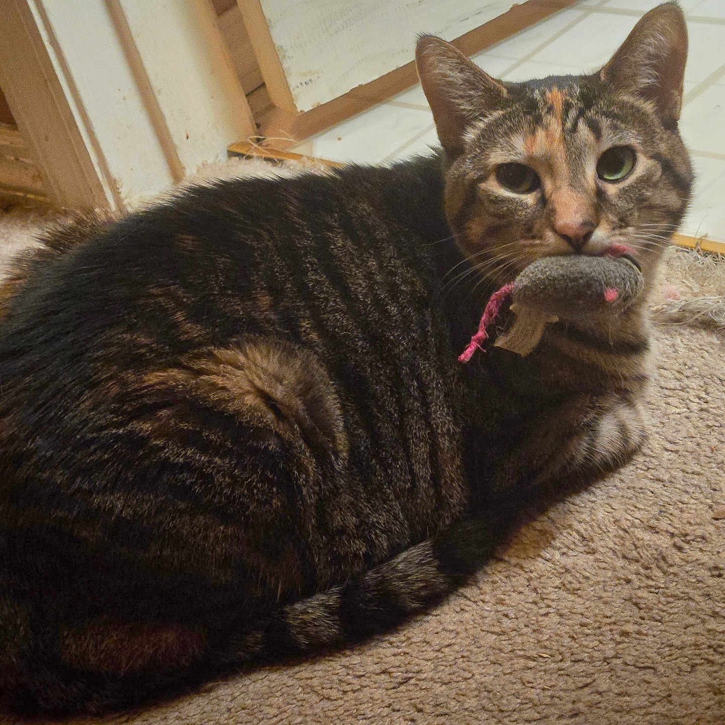 Purrls is registered to the contest to win money with this photo: abyssinian, accessories, animal, bodypart, cat, couch, door, egyptiancat, furniture, hardwood, indoors, kitten, manx, mouth, person, pet, plywood, strap, tongue, wood