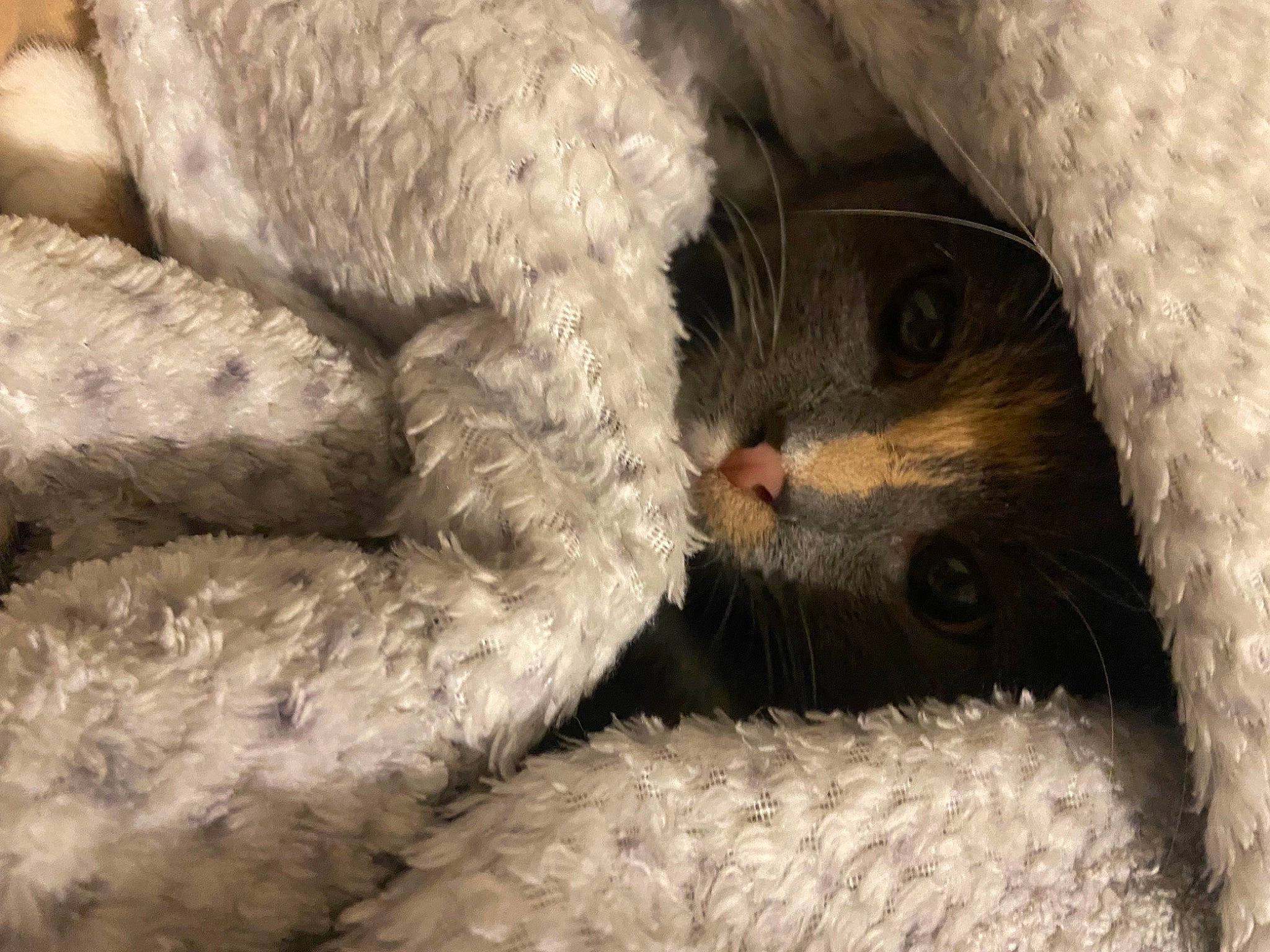 Dopey is registered to the contest to win money with this photo: carnivore, cat, cat_bed, claw, comfort, domestic_short_haired_cat, fawn, felidae, fur, nap, paw, sleep, small_to_medium_sized_cats, snout, tail, terrestrial_animal, whiskers, wildlife, wool