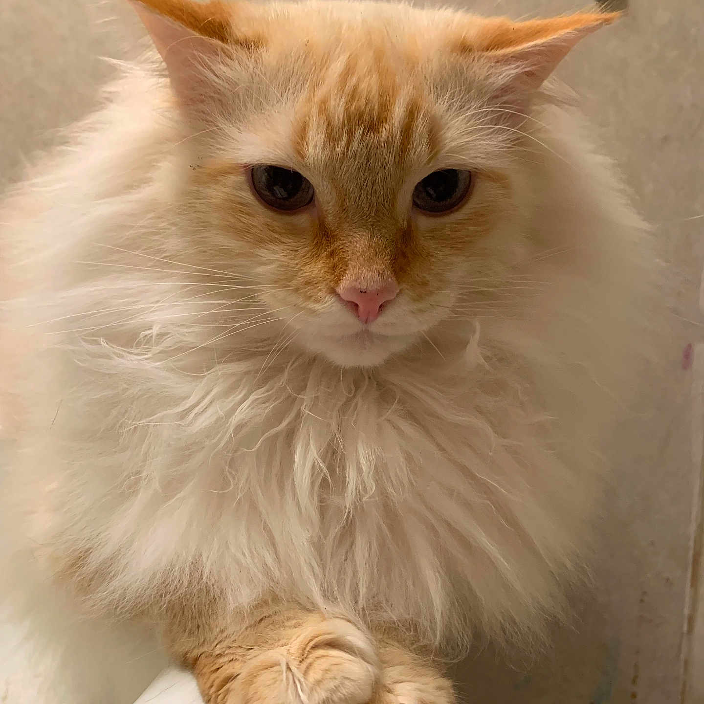 Timba
