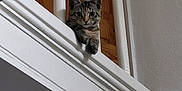 Yin joined the competition — help win amazing prizes! animal, balcony, cat, closeup, curious, feline, home_interior, house, indoor, looking, paws, pet, railing, staircase, tabby, vertical_bars, wall, white, wood, young_cat