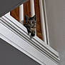 Yin joined the competition — help win amazing prizes! cat, tabby, staircase, railing, wood, indoor, pet, curious, paws, animal, feline, balcony, looking, white, vertical_bars, house, home_interior, wall, closeup, young_cat