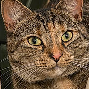 Yin joined the competition — help win amazing prizes! animal, cat, close_up, curious, cute, detailed, domestic_cat, ears, face, feline, fur, green_eyes, indoor, mammal, nose, pet, portrait, tabby, whiskers