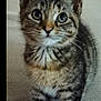 Yin joined the competition — help win amazing prizes! kitten, cat, tabby, pet, animal, feline, young, cute, whiskers, ears, fur, eyes, paws, indoor, close_up, portrait, curious, small, domestic, mammal