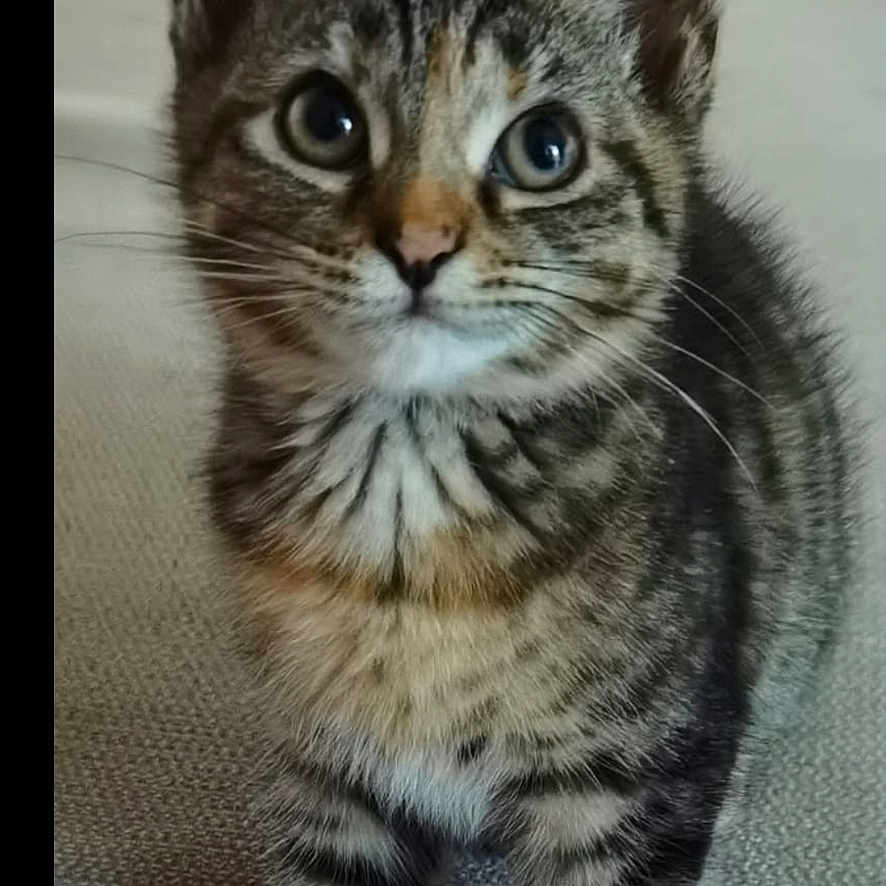 Yin joined the competition — help win amazing prizes! animal, cat, close_up, curious, cute, domestic, ears, eyes, feline, fur, indoor, kitten, mammal, paws, pet, portrait, small, tabby, whiskers, young