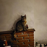 Yin is registered to the contest to win money with this photo: cat, tabby_cat, brick_wall, indoor, pet, feline, animal, decor, table, plant, small_tree, shadow, curious, sitting, looking, cozy, home, furniture, lighting, wall