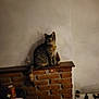 cat, tabby_cat, brick_wall, indoor, pet, feline, animal, decor, table, plant, small_tree, shadow, curious, sitting, looking, cozy, home, furniture, lighting, wall