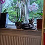 cat, tabby_cat, windowsill, orchids, flower_pots, indoor, plants, greenery, window, nature_outside, relaxing, pet, animal, flora, home, radiator, daylight, curious, cozy, domestic