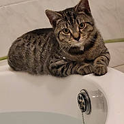 Yang is registered to the contest to win money with this photo: cat, tabby, bathtub, water, bathroom, tile_wall, pet, animal, feline, domestic_cat, curious, paws, resting, indoor, mammal, fur, whiskers, ears, eyes, gray_stripes