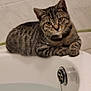 cat, tabby, bathtub, water, bathroom, tile_wall, pet, animal, feline, domestic_cat, curious, paws, resting, indoor, mammal, fur, whiskers, ears, eyes, gray_stripes