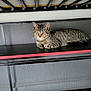 Yang is registered to the contest to win money with this photo: cat, tabby_cat, indoor, furniture, bed_frame, shelf, pet, animal, resting, looking, yellow_eyes, striped, curious, black_surface, metal, relaxed, domestic_cat, cute, fur, whiskers