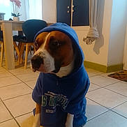 Paco participe au concours pour gagner de l'argent avec cette photo : animal, architecture, building, canine, chair, clothing, diningtable, dog, furniture, hood, hoodie, hound, indoors, interiordesign, knitwear, pet, sweater, sweatshirt, table, wood