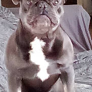 Pako participe au concours pour gagner de l'argent avec cette photo : dog, french_bulldog, pet, indoor, couch, blanket, white_chest, alert, seated, animal, canine, paw, fur, ears, face, domestic, companion, home, living_room, brown