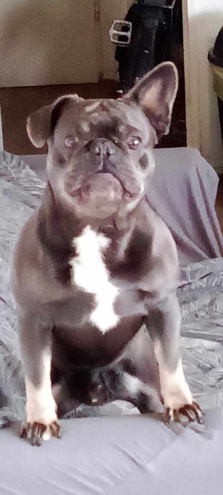Pako participe au concours pour gagner de l'argent avec cette photo : dog, french_bulldog, pet, indoor, couch, blanket, white_chest, alert, seated, animal, canine, paw, fur, ears, face, domestic, companion, home, living_room, brown