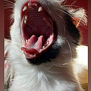Pixie joined the competition — help win amazing prizes! animal, cat, close_up, cozy, cute, detail, expression, feline, fur, indoor, mouth_open, pet, pink_tongue, portrait, sharp_teeth, soft_light, teeth, tongue, whiskers, yawning