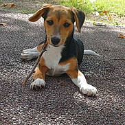 Arya a rejoint le concours — aidez-le/la à gagner de superbes lots ! puppy, dog, stick, outdoor, grass, path, animal, pet, curious, tricolor, ears, paws, nature, sunlight, young, playing, laying, canine, cute, daytime