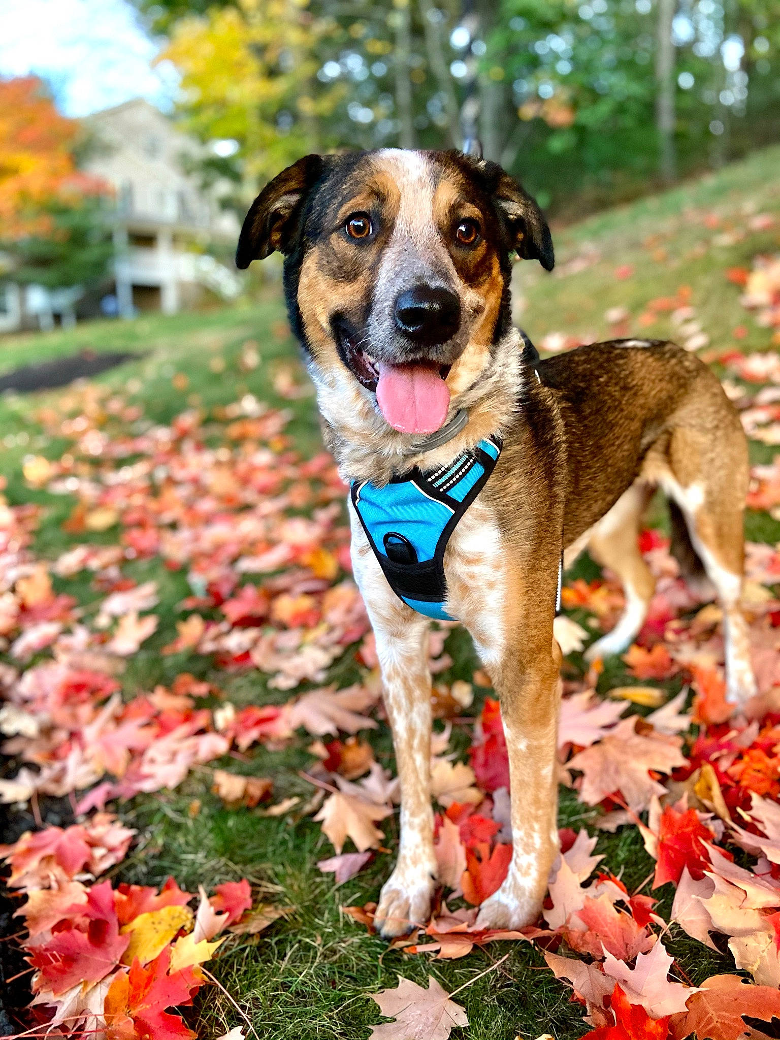 Zena is registered to the contest to win money with this photo: autumn, canidae, carnivore, collar, companion_dog, coquelicot, deciduous, dog, dog_breed, dog_collar, dog_supply, fawn, groundcover, hound, leaf, mammal, pet_supply, snout, sporting_group, working_animal