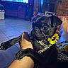 dog, pug, black_dog, pet, flower_collar, sunflower, arm, hand, living_room, tile_floor, television, fireplace, brick_wall, person, foot, relaxation, indoors, cute, animal, companion