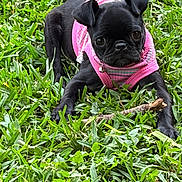 Cece joined the competition — help win amazing prizes! dog, puppy, black_dog, pug, pink_harness, grass, outdoor, pet, animal, cute, playful, stick, nature, young_dog, mammal, small_dog, fur, canine, lying_down, curious