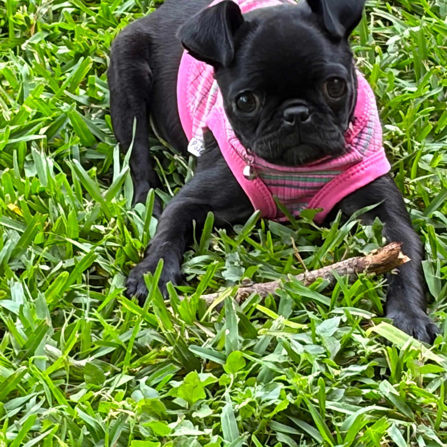 Cece joined the competition — help win amazing prizes! dog, puppy, black_dog, pug, pink_harness, grass, outdoor, pet, animal, cute, playful, stick, nature, young_dog, mammal, small_dog, fur, canine, lying_down, curious