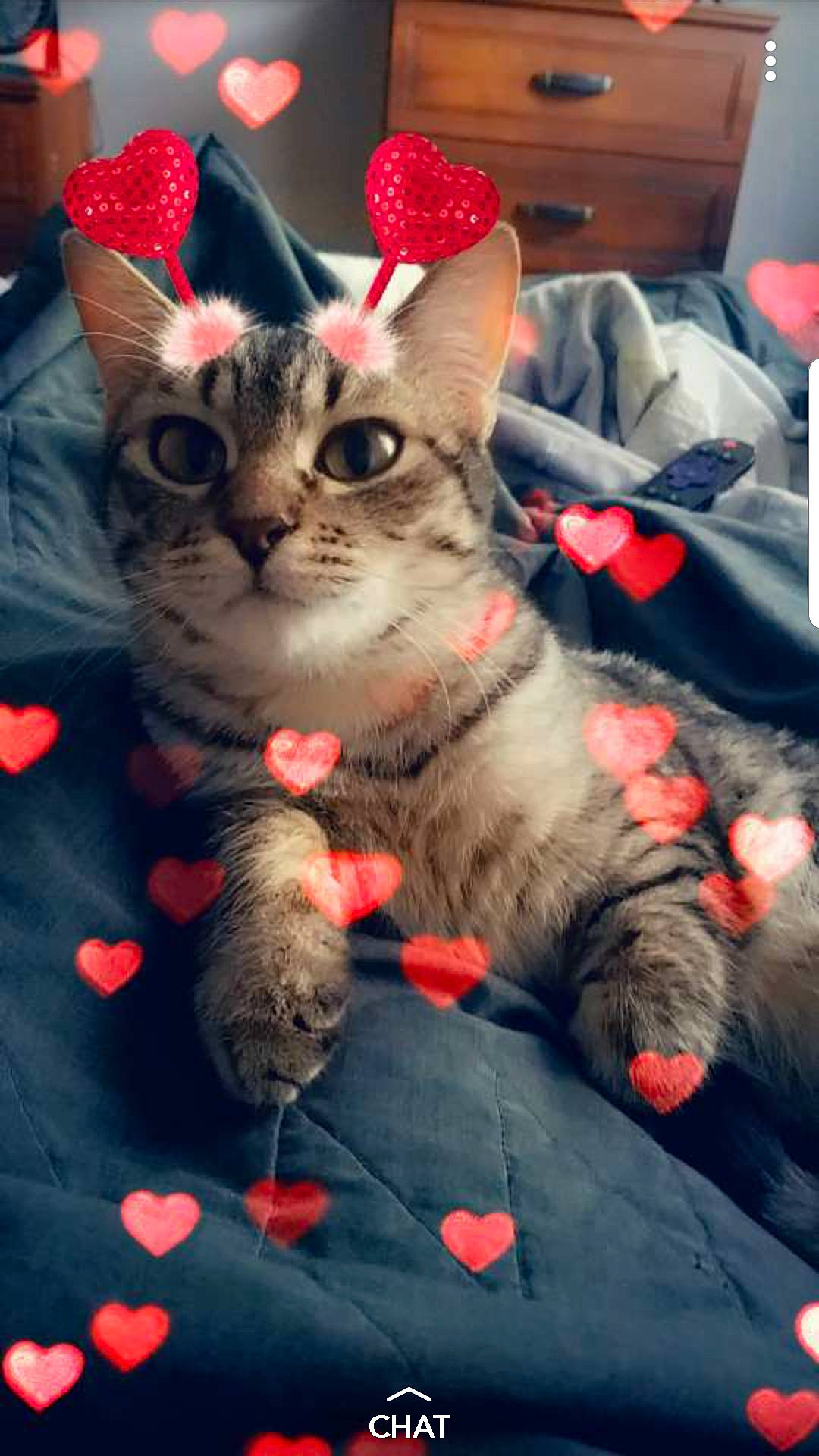 Milo joined the competition — help win amazing prizes! american_shorthair, arabian_mau, asian, carnivore, cat, claw, domestic_short_haired_cat, egyptian_mau, european_shorthair, fawn, felidae, german_rex, kitten, mammal, paw, pixie_bob, small_to_medium_sized_cats, tabby_cat, vertebrate, whiskers