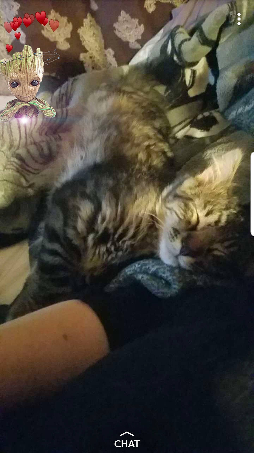 Kota joined the competition — help win amazing prizes! american_curl, carnivore, cat, domestic_long_haired_cat, dragon_li, european_shorthair, felidae, fictional_character, fur, kitten, maine_coon, norwegian_forest_cat, photo_caption, pixie_bob, siberian, small_to_medium_sized_cats, tabby_cat, tail, whiskers, wild_cat