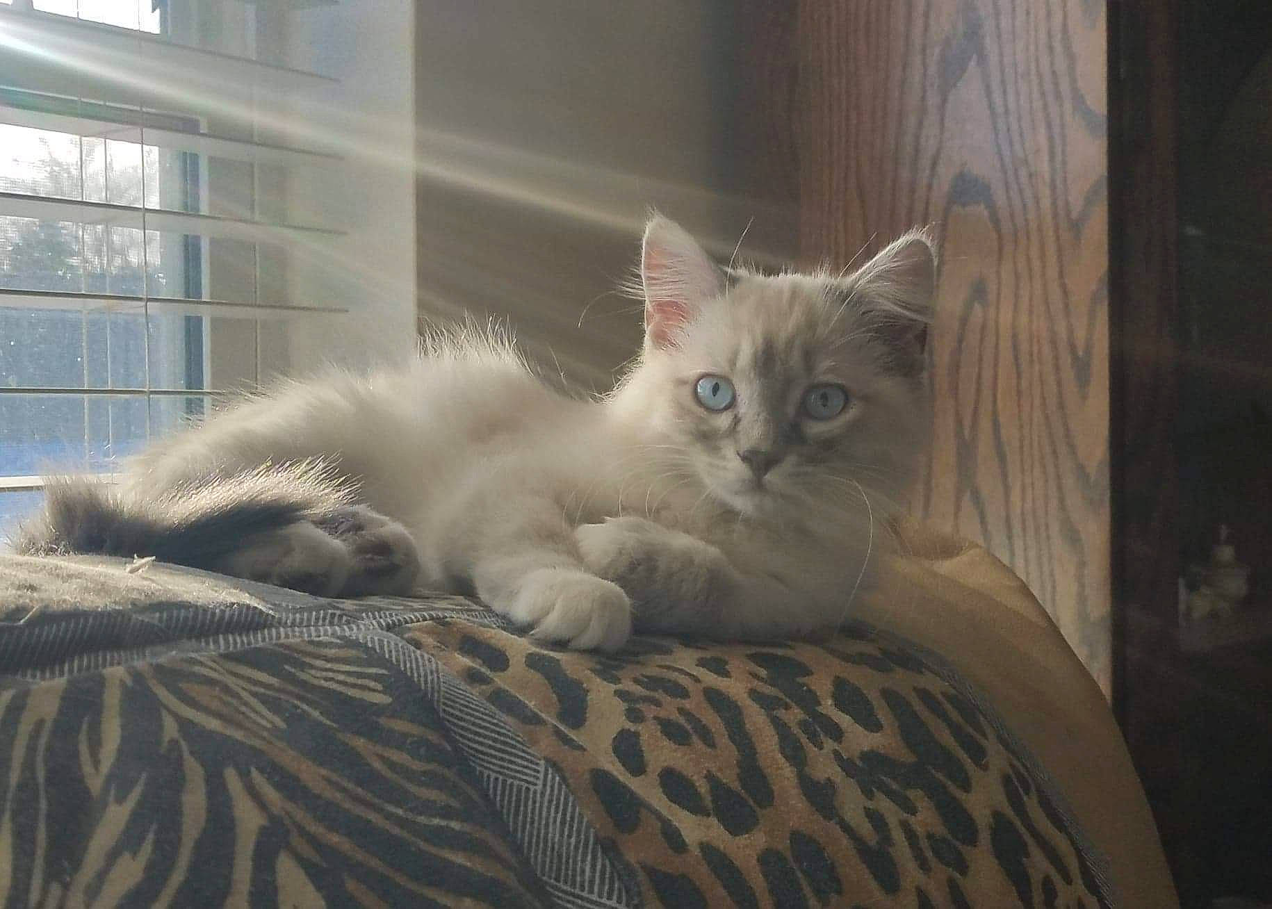 Luna is registered to the contest to win money with this photo: asian, british_semi_longhair, carnivore, cat, domestic_long_haired_cat, domestic_short_haired_cat, european_shorthair, eye, felidae, fur, iris, kitten, mammal, ojos_azules, ragdoll, siberian, small_to_medium_sized_cats, turkish_angora, vertebrate, whiskers