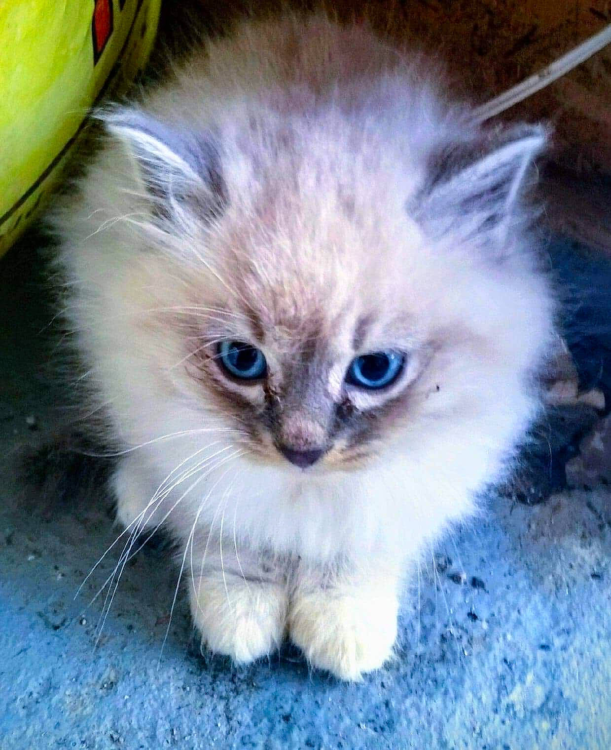 Luna joined the competition — help win amazing prizes! asian_semi_longhair, british_longhair, british_semi_longhair, carnivore, cat, domestic_long_haired_cat, eye, felidae, iris, kitten, mammal, munchkin, persian, ragamuffin, ragdoll, siberian, skin, small_to_medium_sized_cats, vertebrate, whiskers