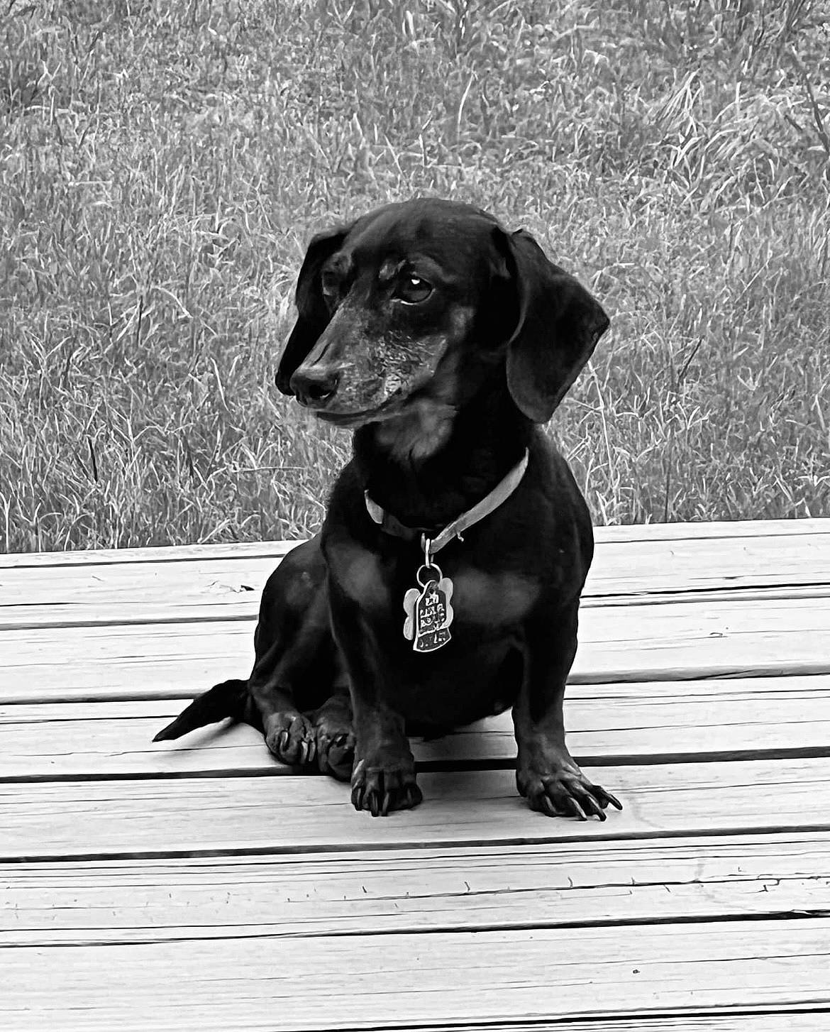 Sadie joined the competition — help win amazing prizes! canidae, carnivore, collar, companion_dog, dog, dog_breed, dog_collar, dog_supply, gun_dog, hound, leash, liver, monochrome, monochrome_photography, pet_supply, plank, snout, sporting_group, wood, working_animal