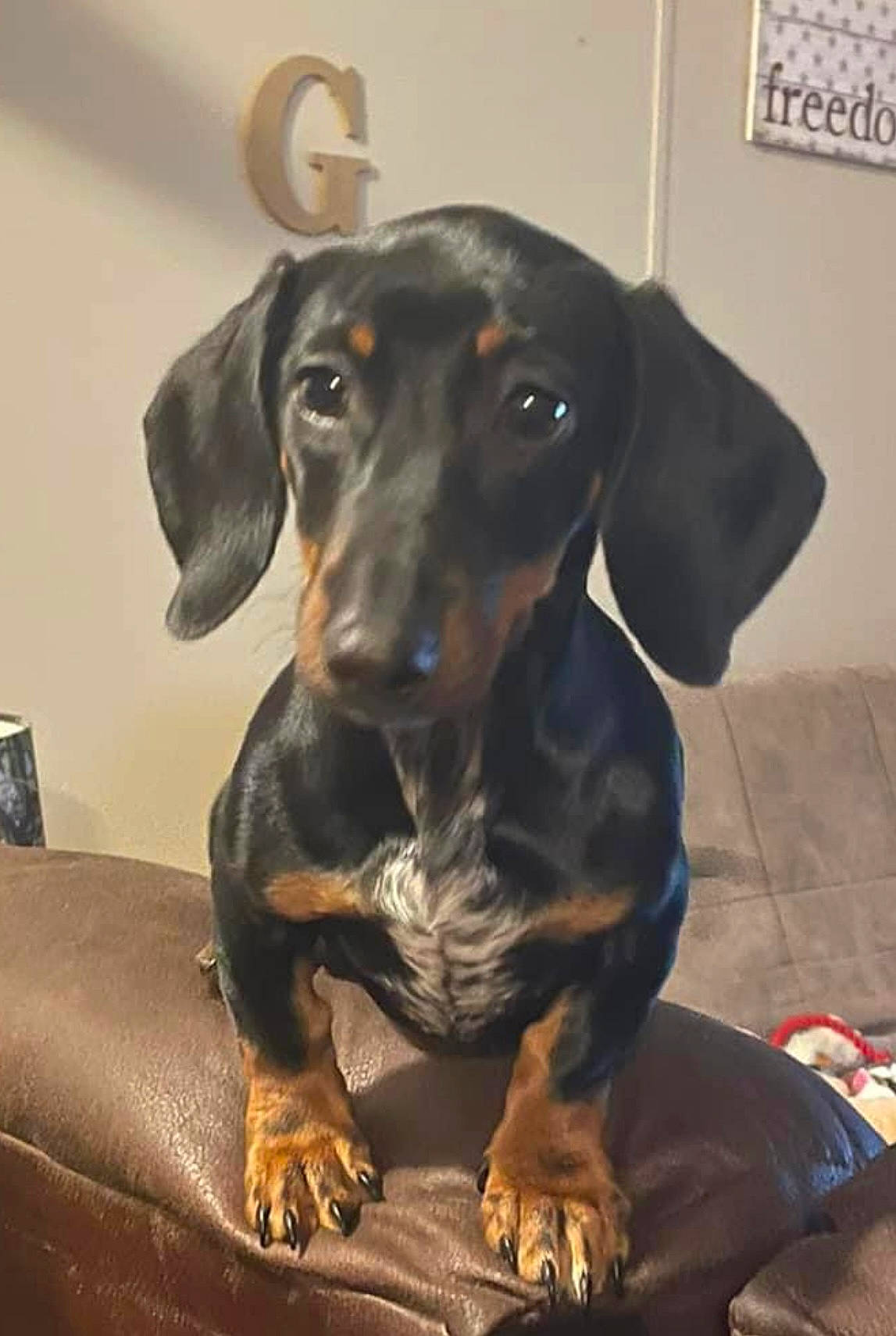 Faith joined the competition — help win amazing prizes! canidae, carnivore, companion_dog, dog, dog_breed, ear, fawn, fur, guard_dog, hunting_dog, liver, metal, snout, sporting_group, whiskers, window_blind, working_animal, working_dog