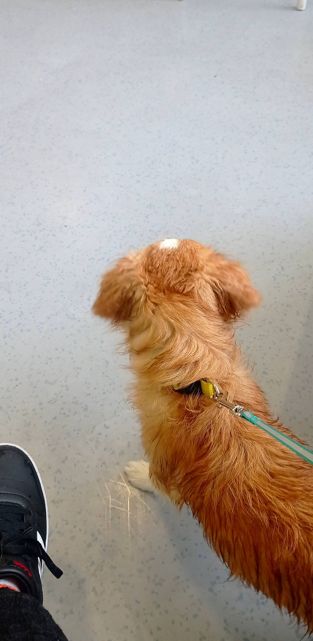 Snoopy participe au concours pour gagner de l'argent avec cette photo : camelid, canidae, carnivore, collar, companion_dog, dog, dog_breed, dog_collar, dog_supply, fashion_accessory, fawn, fur, leash, liver, pet_supply, shadow, sporting_group, tail, terrier, working_animal