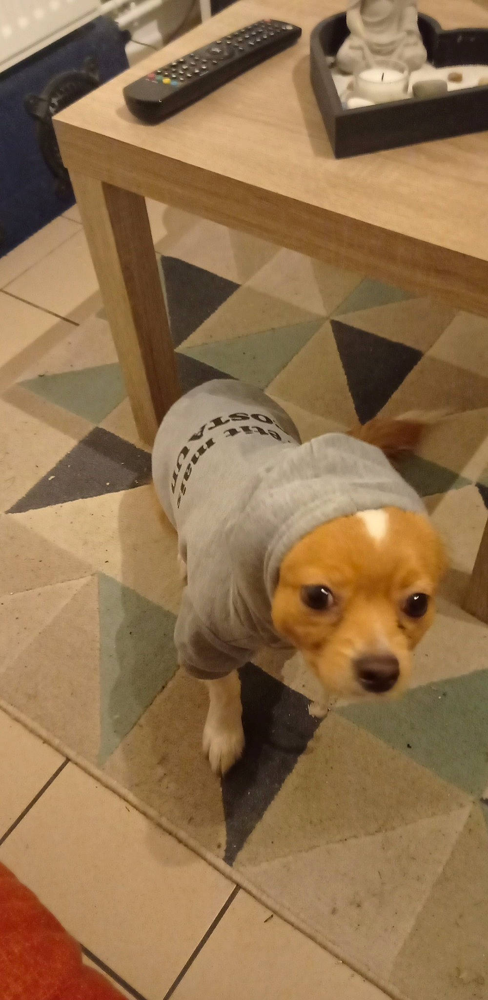 Snoopy a rejoint le concours — aidez-le/la à gagner de superbes lots ! canidae, carnivore, companion_dog, dog, dog_breed, dog_clothes, dog_supply, fawn, floor, flooring, fur, hardwood, pet_supply, snout, sporting_group, tail, toy_dog, whiskers, wood, working_animal